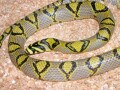 タカサゴナメラの基本情報と飼育方法！ 大人気の美しいヘビ