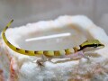 オビカワラヤモリの基本情報と飼育方法……飼育しやすい！