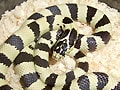"コースタルバンデッドノーマル"カリキン