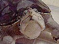 ワニガメとカミツキガメの発見事案
