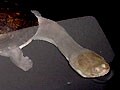 チリメンナガクビガメはマニアたちの憧れ⁉基本情報と飼育方法を解説