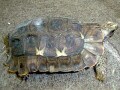 ホームセオレガメの基本情報と飼育方法……異色のリクガメ⁉