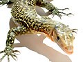 コガネオオトカゲ