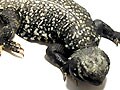 サバクトゲオアガマ基亜種
