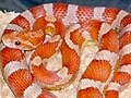 クリムゾンコーンスネーク