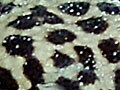 ヒョウモントカゲモドキ