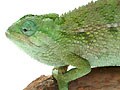 ルディスカメレオン
