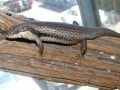 ストリオラータイワトカゲは警戒心が強い？ 基本情報と飼育方法