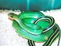 ミドリカサントウは美しい大型ナミヘビ！ 基本情報と飼育方法を解説