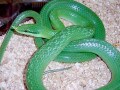 ライノラットスネークの基本情報・飼育方法とは