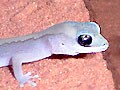 ヴィタータスイシヤモリ