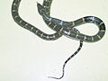 #6.ヘビの尻尾