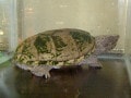 オオアタマヒメニオイガメの基本情報と飼育方法！小型のニオイガメ