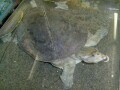 フロリダスッポンはアメリカの大型スッポン！ 基本情報と飼育方法