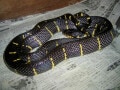 マングローブスネークはナミヘビ科の大型毒蛇……基本情報と飼育方法