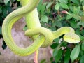 シロクチアオハブは毒ヘビの一種！ 基本情報と飼育方法