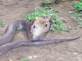タイコブラは毒蛇コブラの代表種……基本情報を紹介！