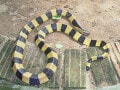 キイロアマガサの基本情報！ 非常に有名なコブラ科の毒ヘビ