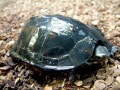 ホオジロクロガメの基本情報と飼育方法……初心者にもおすすめ⁉