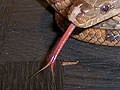 #7.ヘビの舌