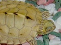 バーバーチズガメ