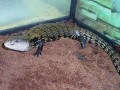 オオアオジタトカゲの基本情報・飼育情報