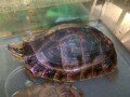 ミスジハコガメの飼育ポイントは？ 基本情報を解説！