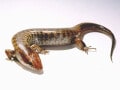ワーレンギャリワスプは半地中性のトカゲ！ 飼育はしやすい⁉