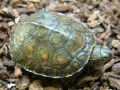 モロッコイシガメの基本情報と飼育方法を解説！