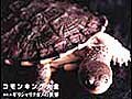 ビバリウムガイド No.37発売！
