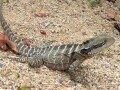 ヒガシウォータードラゴンの基本情報と飼育方法……飼育容器や餌は？