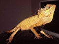 ベトナムクシトカゲ！爬虫類・トカゲの基本的な知識と飼い方