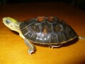コガネハコガメの基本情報と飼育方法…飼育しやすいアジアのハコガメ