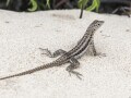 「夏」「暑い」から連想できる爬虫類BEST5！