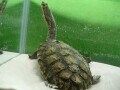 ギザミネヘビクビガメの基本情報と飼育方法！ 屋外飼育が可能⁉