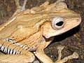 カブトシロアゴガエル
