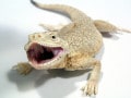 オオクチガマトカゲ！爬虫類・トカゲの基本的な知識と飼育方法
