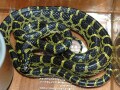 キイロマダラは飼育が難しい⁉ 基本情報と飼育方法を解説！