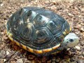 ニシキダイヤモンドガメは美しい色彩のカメ！ 基本情報と飼育方法