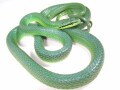 スジメアオナメラの基本情報と飼育方法……アジアの緑色ヘビ！