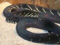 ベーレンパイソンの基本情報と飼育方法……独特の黒い光沢が美しい！