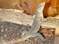 バナナスパイニーテールイグアナ！爬虫類の基本知識と飼育方法