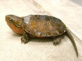 オオアタマガメの基本情報と飼育方法……ちょっと変わったカメ!?