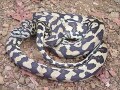 コースタルカーペットパイソンの飼育方法！ 容器や床材は？
