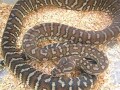 セントラルパイソン！爬虫類・ヘビの基本的な知識と飼育方法