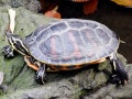 フロリダアカハラガメの基本情報と飼育方法