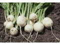 かぶのおいしい時期・種類とは？ 2つの分類方法