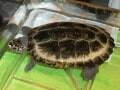 ハミルトンガメは美しい水生ガメ……基本情報と飼育方法を解説！