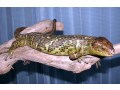オマキトカゲの基本情報と飼育方法
