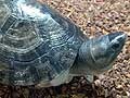 ボルネオカワガメは非常に大きい水生のカメ！ 基本情報と飼育方法